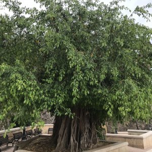 Ficus citrifolia (Short leaf fig)