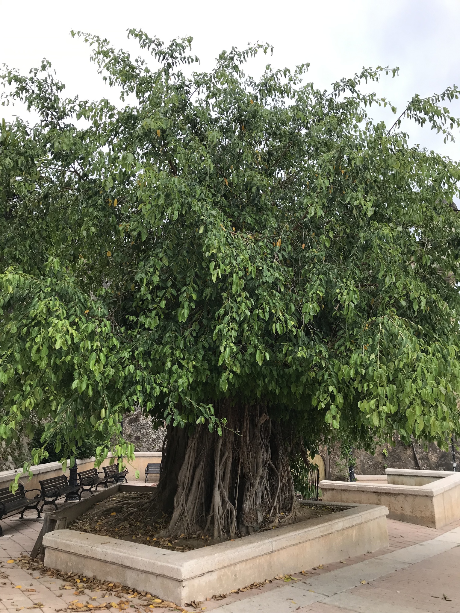 Ficus citrifolia (Short leaf fig)