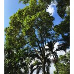 sideroxylon-salicifolium-willow-bustic