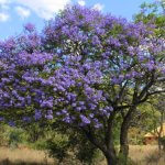 original-specimen- blue jacaranda