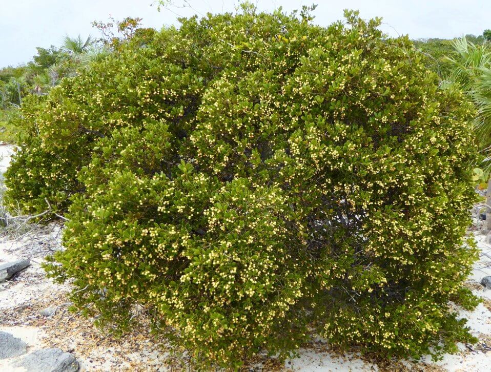 Jacquinia Keyensis