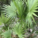 Serenoa repens (Saw palmetto) for sale