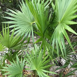 Serenoa repens (Saw palmetto)