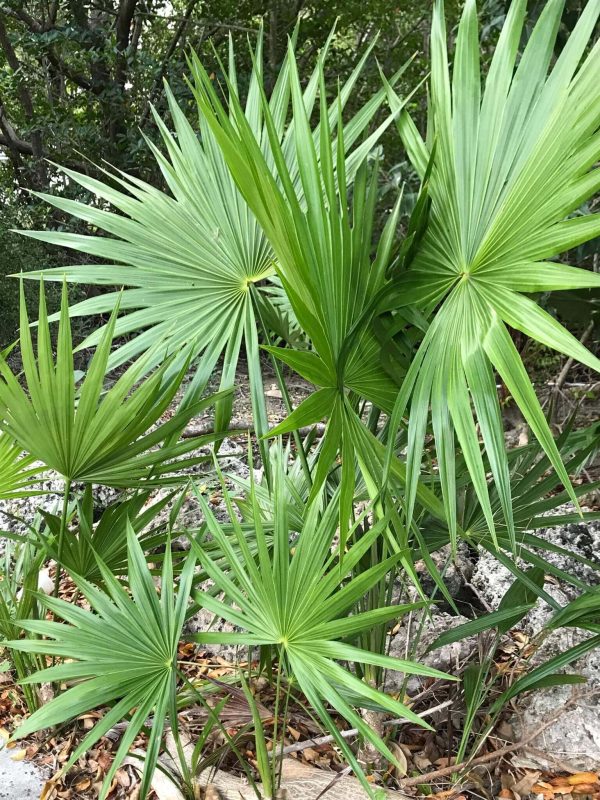 Serenoa repens (Saw palmetto)