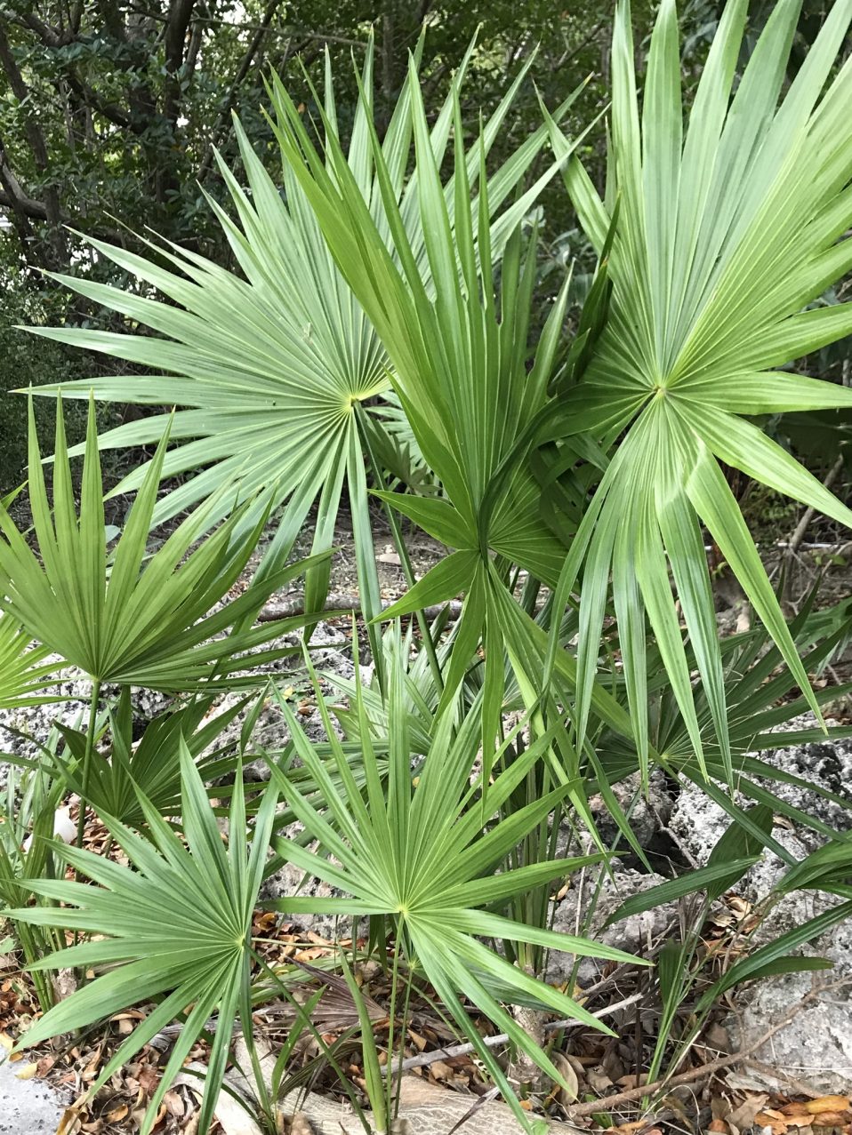 Serenoa repens