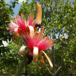 Pachira Aquatica Flower