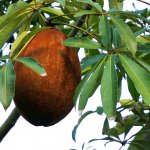 Pachira Aquatica Fruit