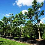 Pachira Aquatica Tree Row at TreeWorld Wholesale