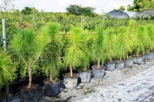 slash pine pinus elliottii -row