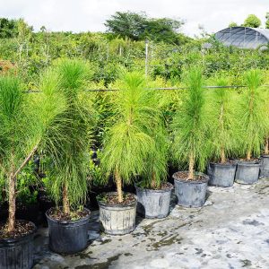 slash pine pinus elliottii -row