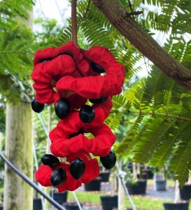 tree cycle of life seedpod pithecilobium -arborea lorito