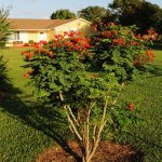 Planted graden Caesalpinia Pulcherrima Dwarf Poinciana