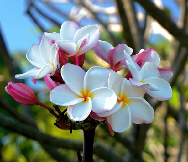 Plumeria plants sales for sale