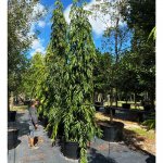 45 gallons polyalthia longifolia - japanese fern tree at TreeWorld Wholesale