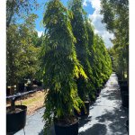 45 gallons polyalthia longifolia - japanese fern tree at TreeWorld Wholesale