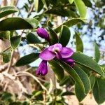 Polygala Cowellii (Violet tree)Flower