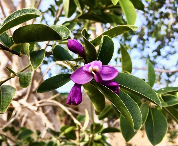 Polygala Cowellii (Violet tree)Flower