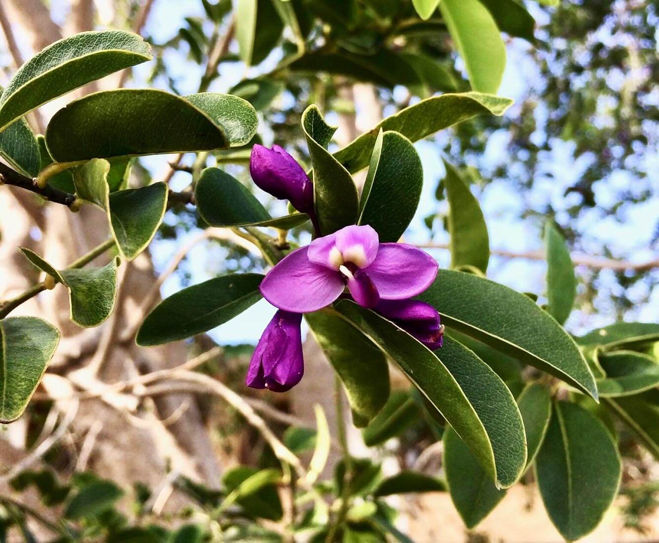 Polygala Cowellii | Treeworld Wholesale