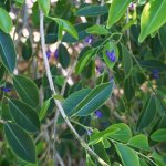 Polygalla Cowelli leaves