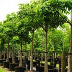 Pseudo Bombax Ellipticum tree row at TreeWorld Wholesale