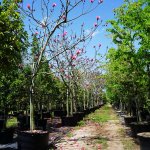Pseudo Bombax Ellipticum flowering tree row at TreeWorld Wholesale