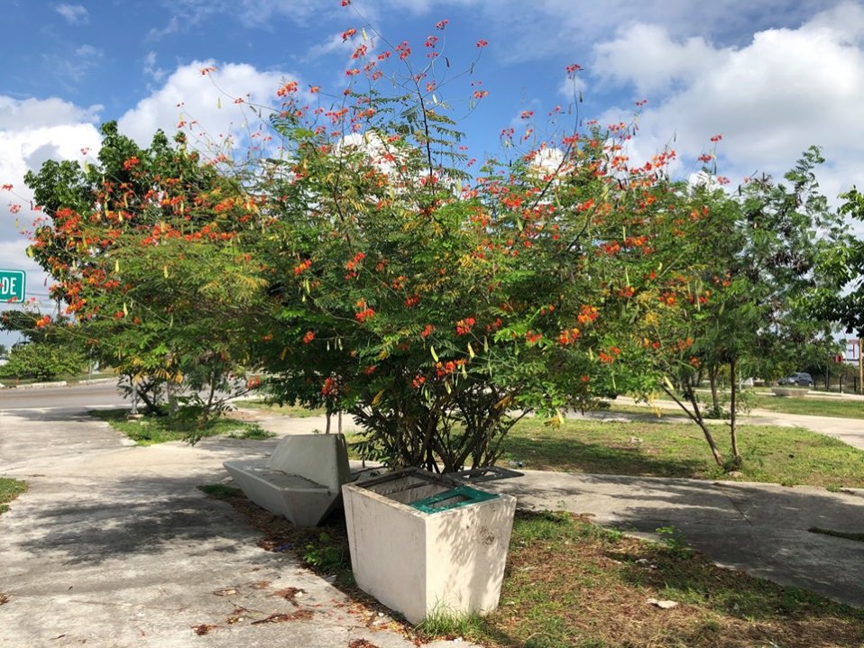 Caesalpinia Pulcherrima