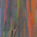 rainbow eucalyptus trunk
