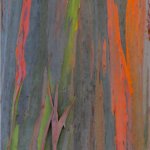 rainbow eucalyptus trunk