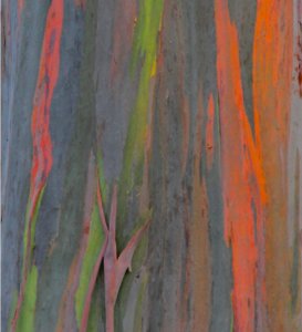 Components Of Trees rainbow eucalyptus trunk