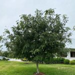 planted rainbow shower tree