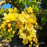 yellow bloom Cassia X Nealie - Rainbow Shower Tree
