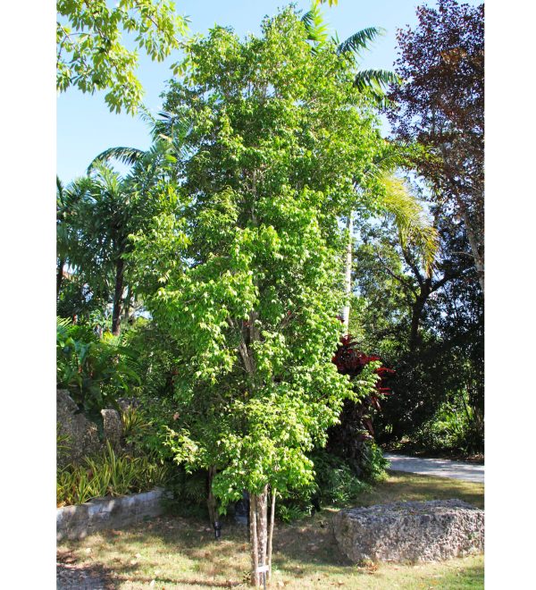 redberry stopper leaves specimen