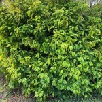 PowderPuff Hedge at TreeWorld Wholesale