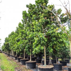 tree pruning 100 gal tree row Pimenta Dioca-Allspice at TreeWorld Wholesale
