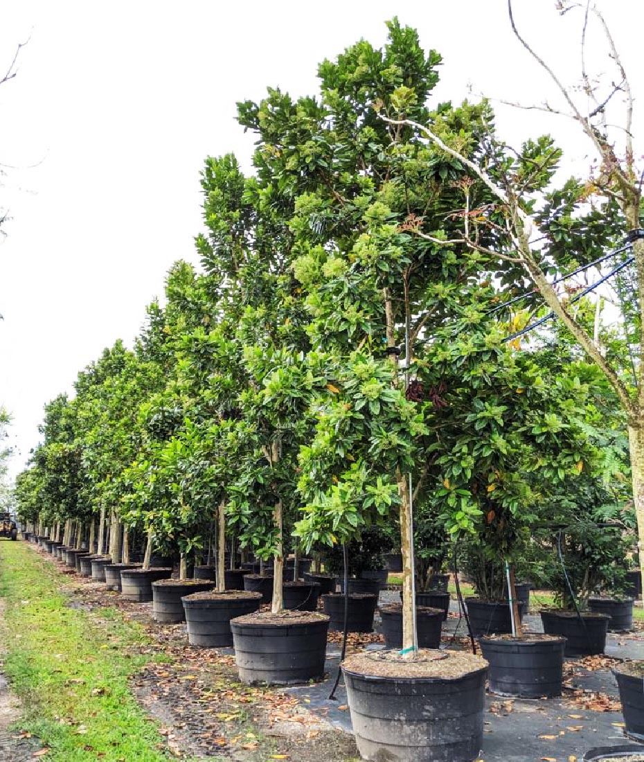 tree pruning 100 gal tree row Pimenta Dioca-Allspice at TreeWorld Wholesale