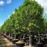 row of 100 gallons Greenbuttonwood at Treeworld Wholesale