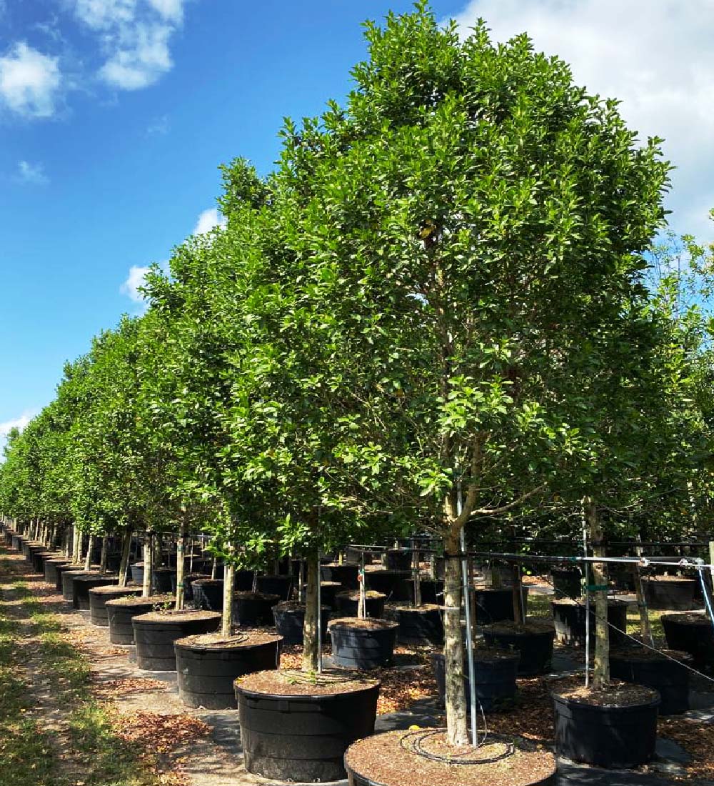 row of 100 gallons Greenbuttonwood at Treeworld Wholesale