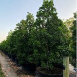 Canella Winterena row of 200 gallons at TreeWorld Wholesale