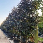 Tree row of 50 gallons Satinleaf at TreeWorld Wholesale