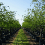 camino de arboles de Acacia Farnesiana de 50 galones