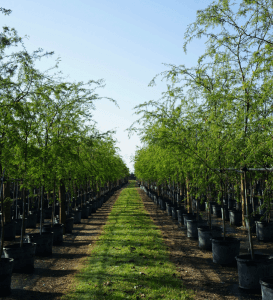 types of trees 50 gallons Sweet Acacia tree row at TreeWorld Wholesale