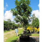 200 gallons sausage tree at TreeWorld Wholesale 2