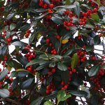 Ilex Krugiana (Krug's holly)