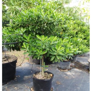 25gallons kopsia fruticosa at TreeWorld Wholesale