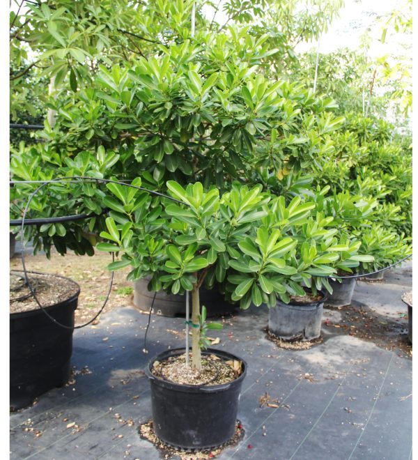 25gallons kopsia fruticosa at TreeWorld Wholesale