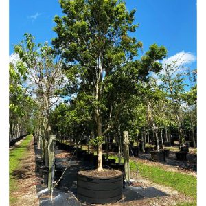 300 gallons spanish stopper tree at TreeWorld Wholesale