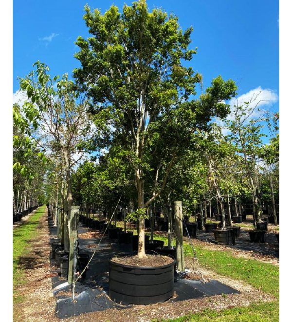 300 gallons spanish stopper tree at TreeWorld Wholesale