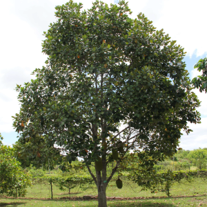 Specimem Artocarpus Heterophyllus known as Jackfruit at TreeWorld Wholesale