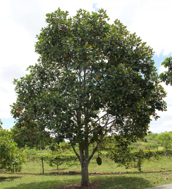 Specimem Artocarpus Heterophyllus known as Jackfruit at TreeWorld Wholesale