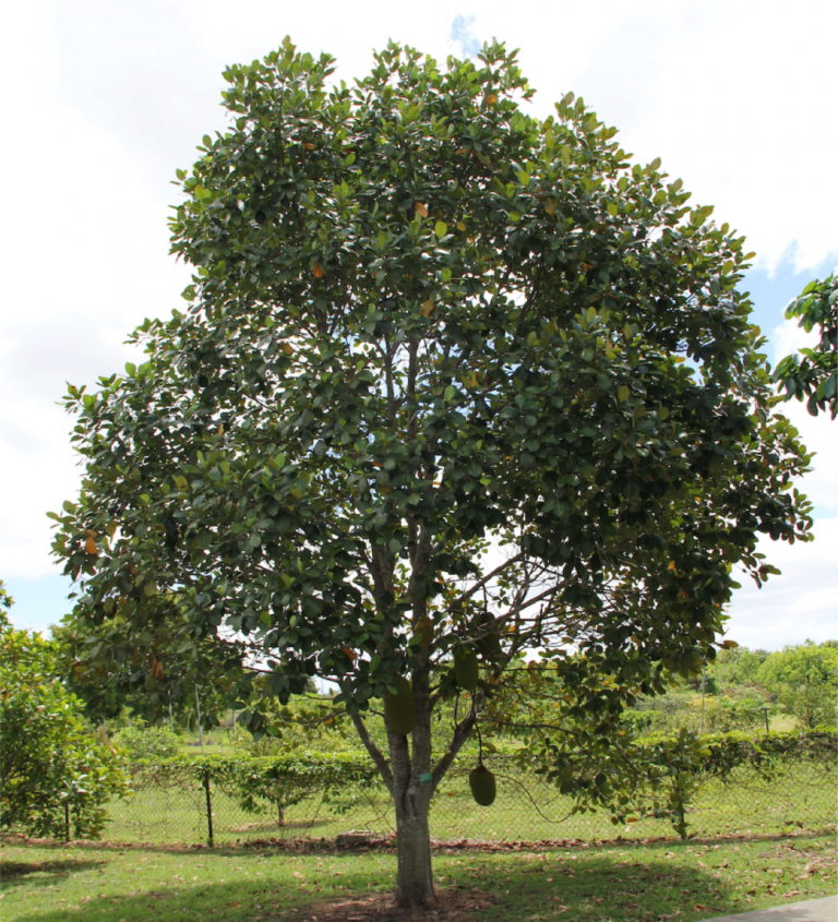 Artocarpus Heterophyllus (Jackfruit) Tree For Sale Treeworld Wholesale